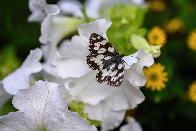butterfly-7303688_640